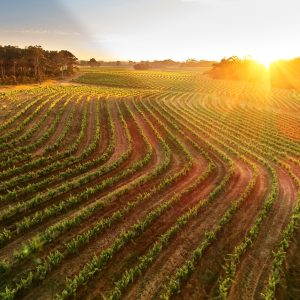 Que faire à Margaret River ?