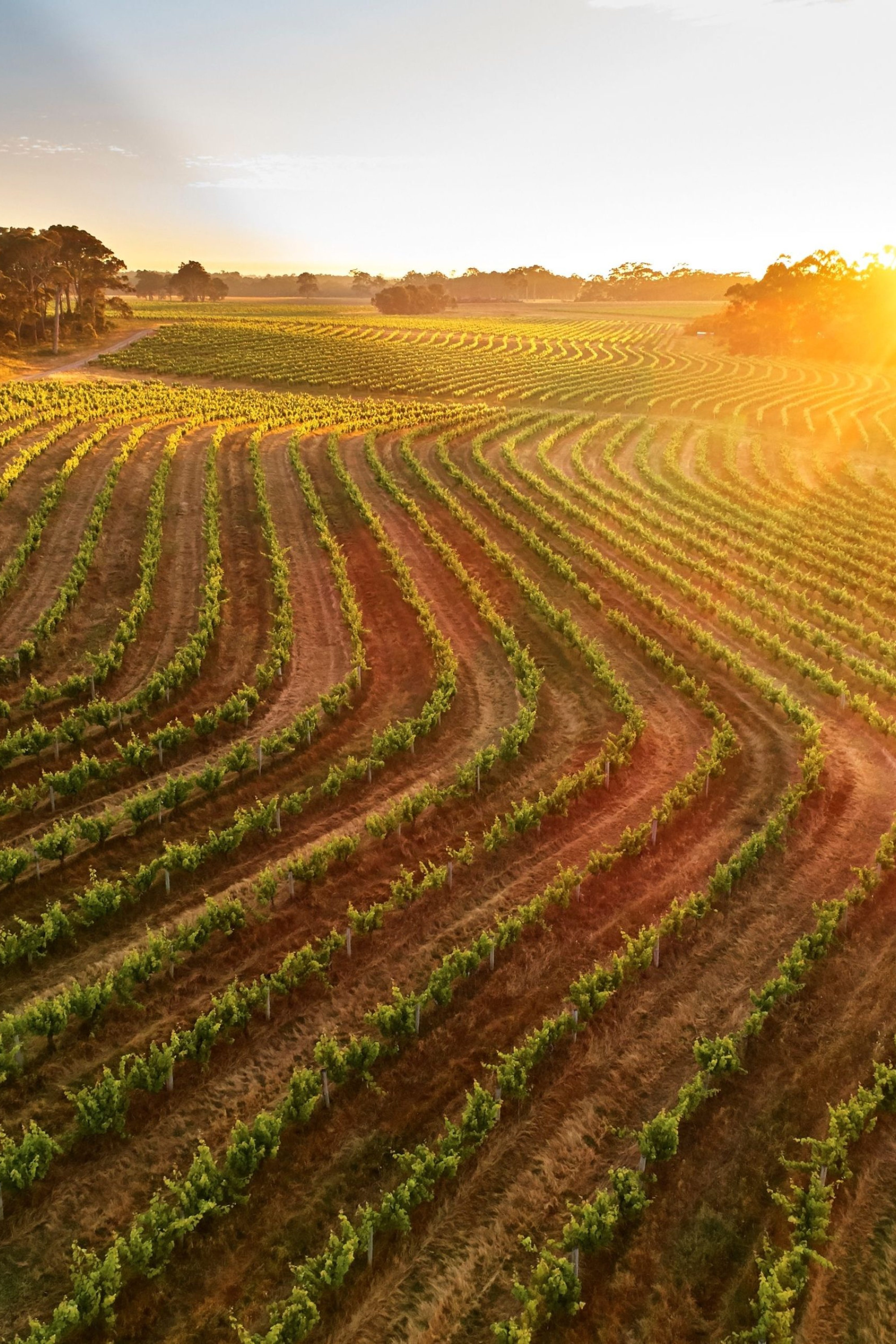 Margaret river wineyards