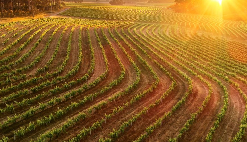 Margaret river wineyards