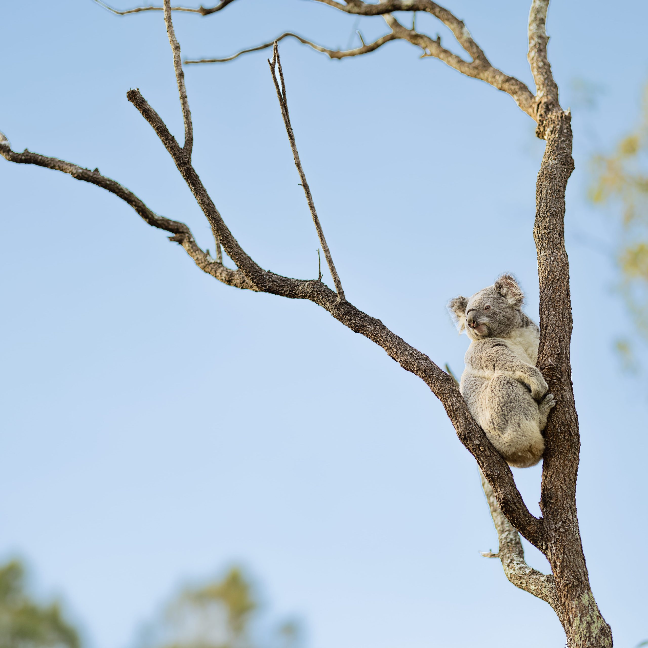 Visiter Stradbroke Island : Guide complet