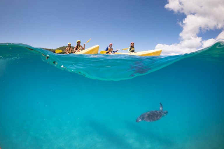 Kayak avec les dauphins et tortues à Byron Bay