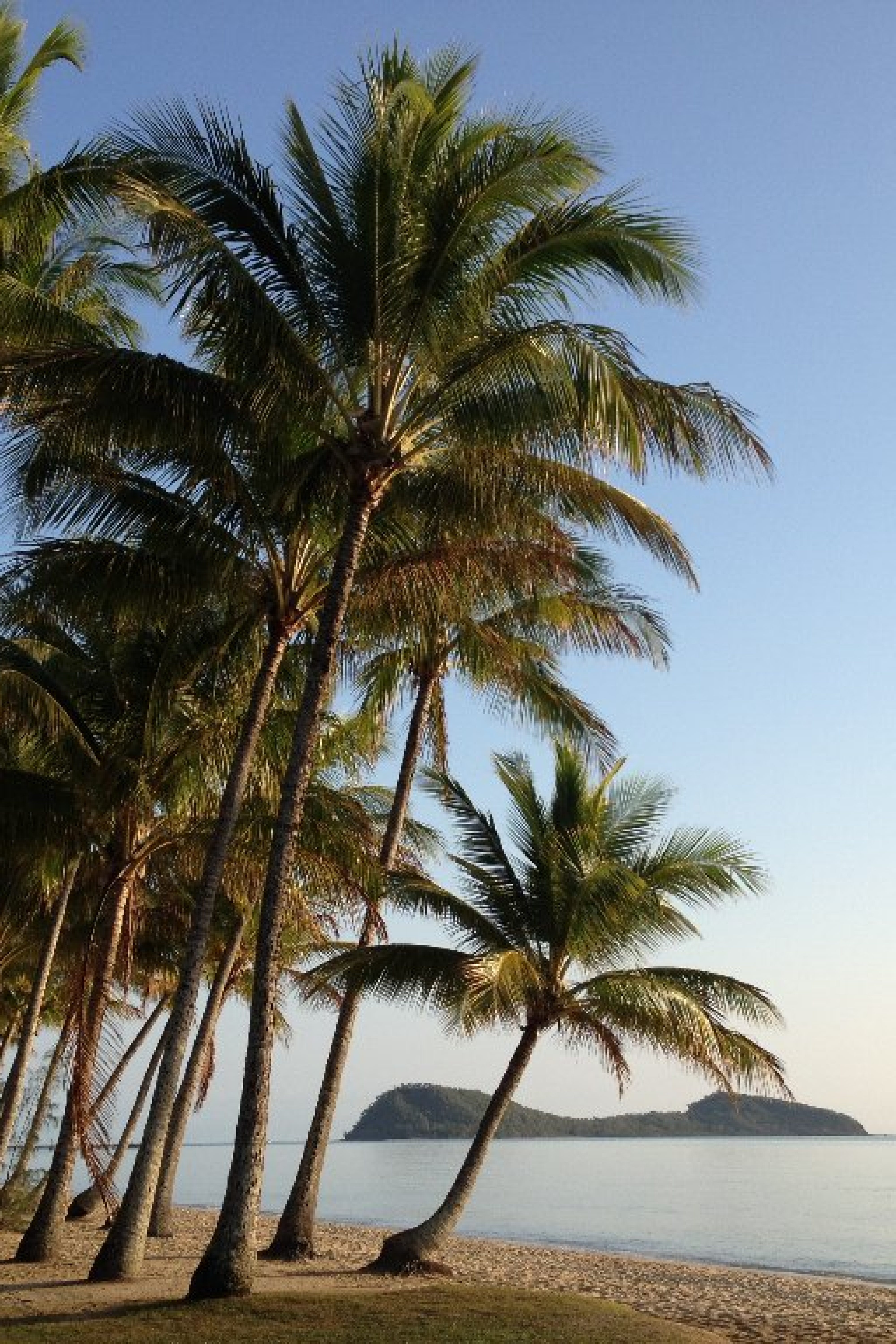 palm cove beach