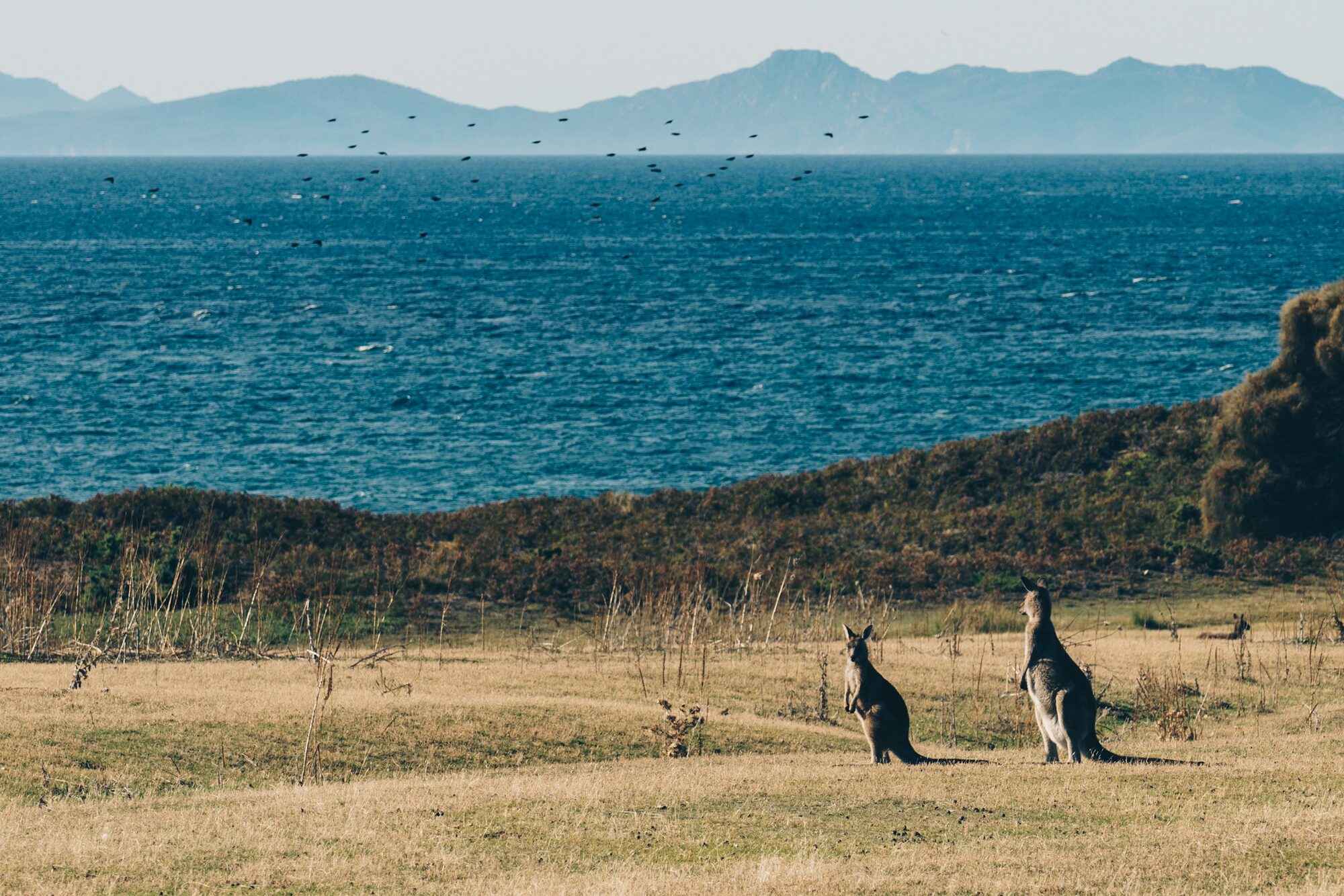 Sanctuaire animalier : Itinéraire de road trip sur Kangaroo Island