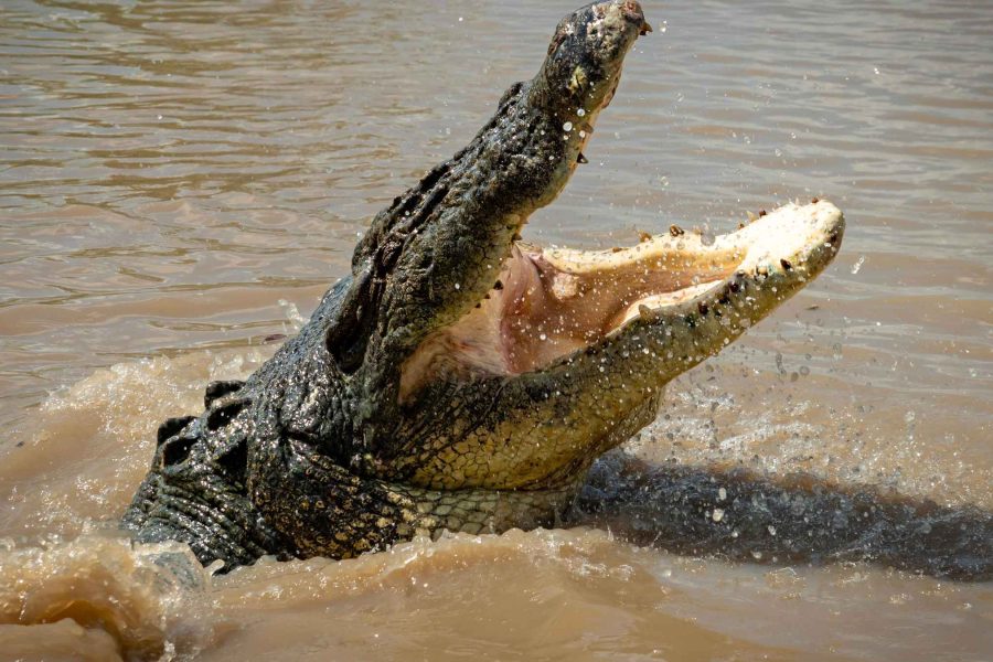Croisière aux crocodiles sauteurs sur l’Adelaide River près de Darwin