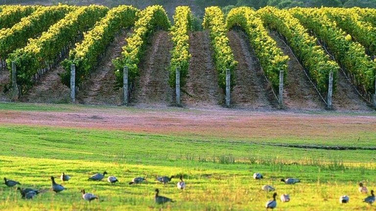 Margaret River en 1 jour depuis Perth : chocolat, vins, Canal Rocks et jetée de Busselton