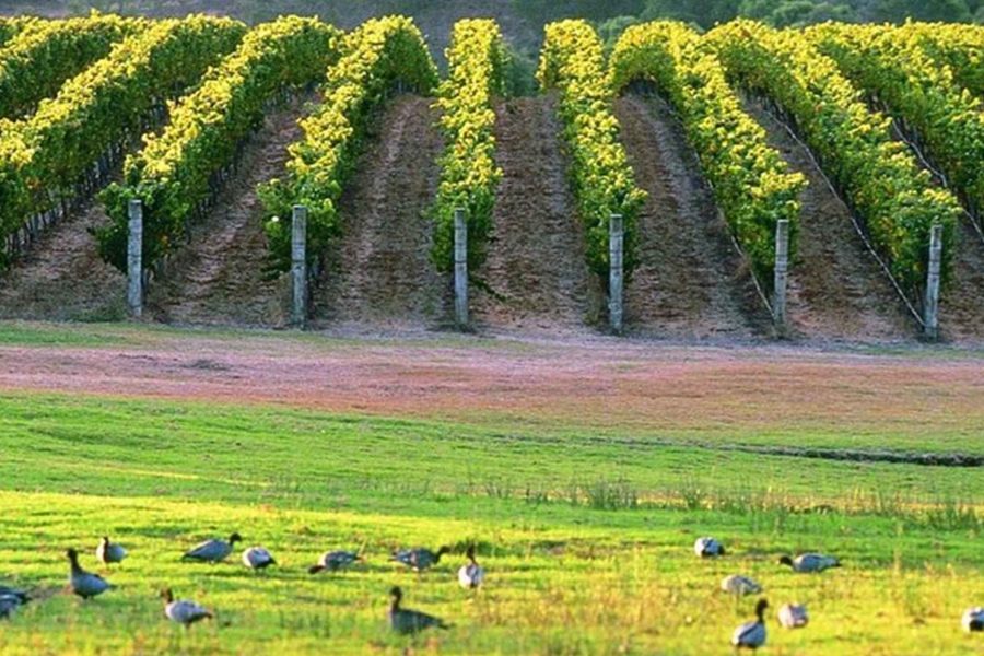 Margaret River en 1 jour depuis Perth : chocolat, vins, Canal Rocks et jetée de Busselton