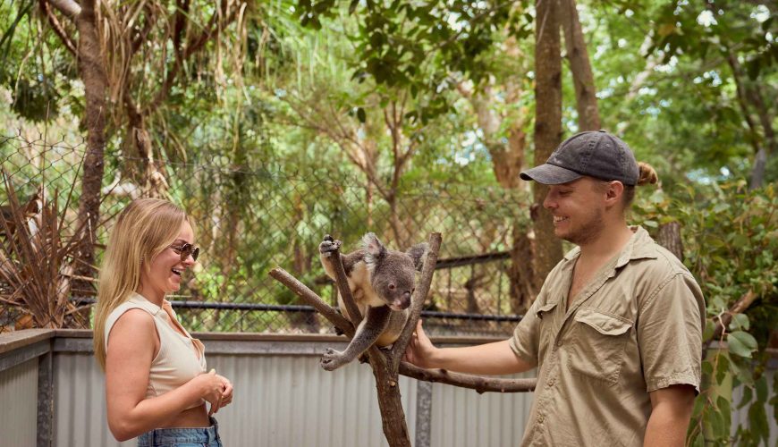 Petit-déjeuner avec les koalas sur Magnetic Island